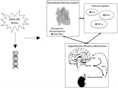 Frontiers | Early Life Stress, Physiology, And Genetics: A Review